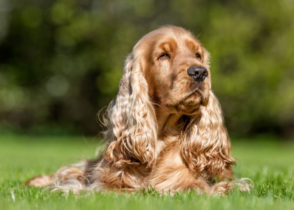 #24. Cocker spaniel (tie)